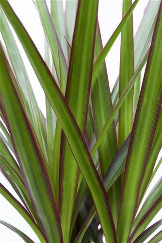Actual product image Dragon tree marginata (70 cm)