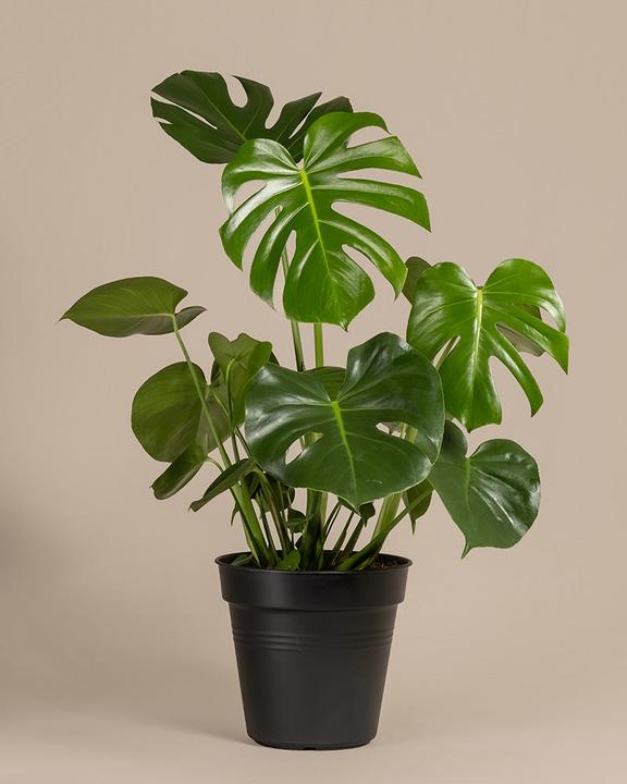 Image du produit feey Grand Monstera (65 cm, Fraîchement rempotés)