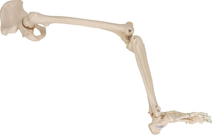 Produktbild 3B Scientific Beinskelett Modell mit Hüftknochen