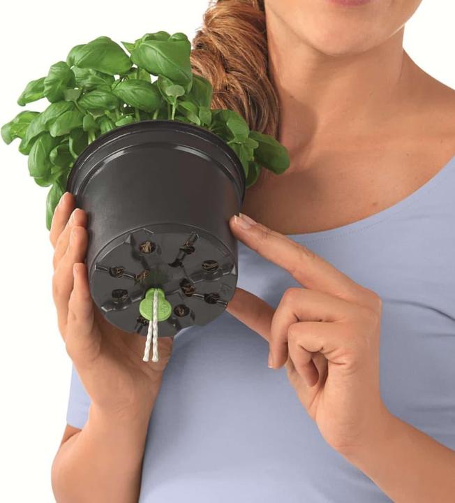 Produktbild Lechuza Green Wall Home Kit (15 cm)