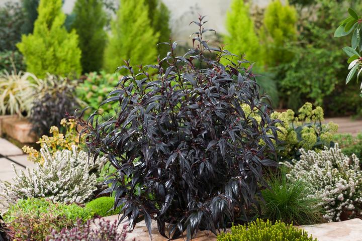 Produktbild Plant in a Box Strobilanthes anisophyllus ‘Brunetthy’ - 2er Set Goldfuchs (25 cm)