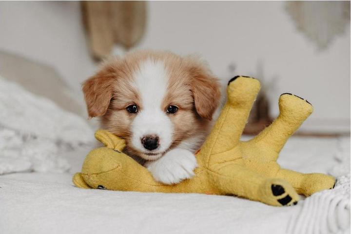 Immagine prodotto Hunter Giocattolo per cani Eiby Giraffe (Cane di peluche)