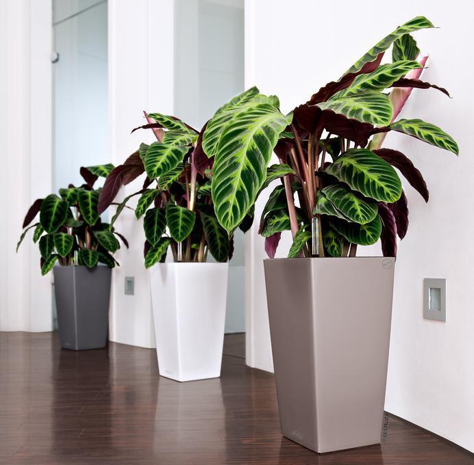 Produktbild Lechuza Cubico Color 30 (29.50 cm)