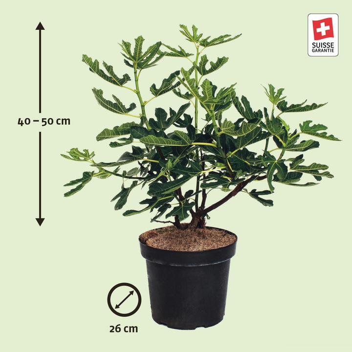 Image du produit Zulauf Feigenbaum / Ficus carica Bergfeige (500 cm)