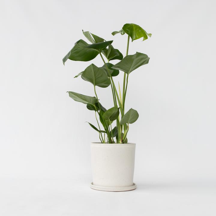 Immagine prodotto Plant in a Box Monstera Deliciosa - Foglia di finestra (60 cm)