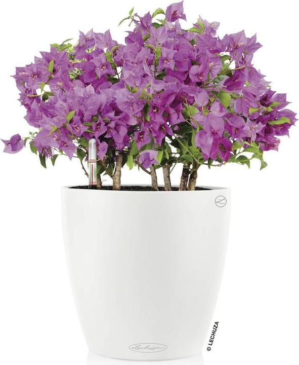 Image du produit Lechuza CLASSICO Couleur 18 (19 cm)
