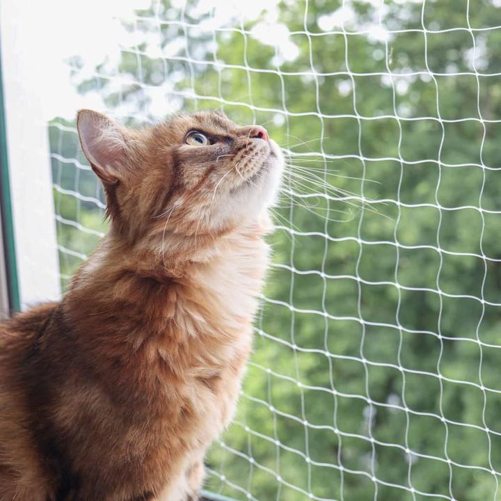 Immagine prodotto Kerbl Katzenschutznetz