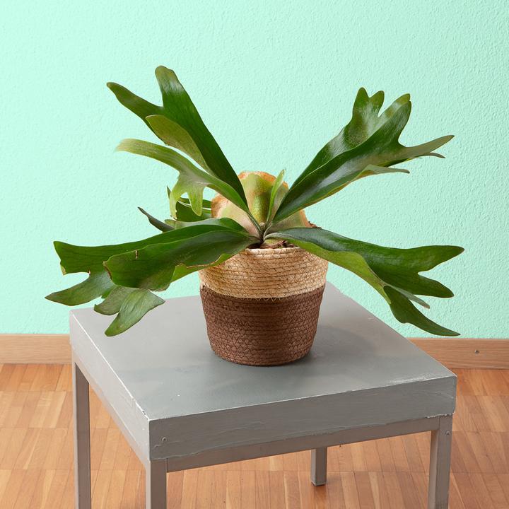 Image du produit VEG and the City Oisin (fougère en bois de cerf - Platycerium) (20 cm)