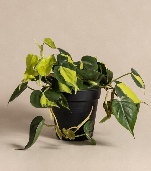 Immagine prodotto feey Philodendron scandens Brasil (25 cm, Appena rinvasata)