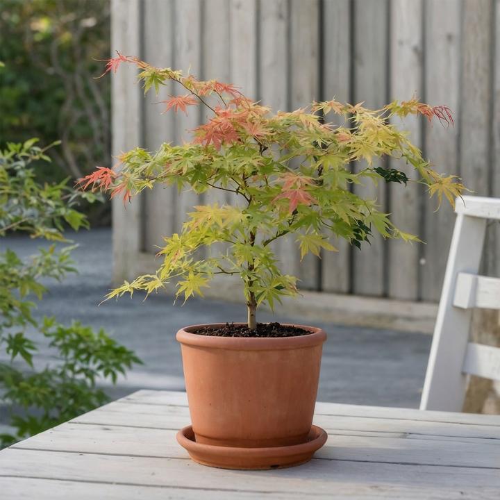 Immagine prodotto Plant in a Box Acer palmatum 'Moonrise' - Acero giapponese (90 cm)