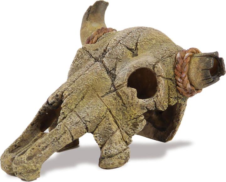 Immagine prodotto Amazonas Testa di scheletro di bufalo