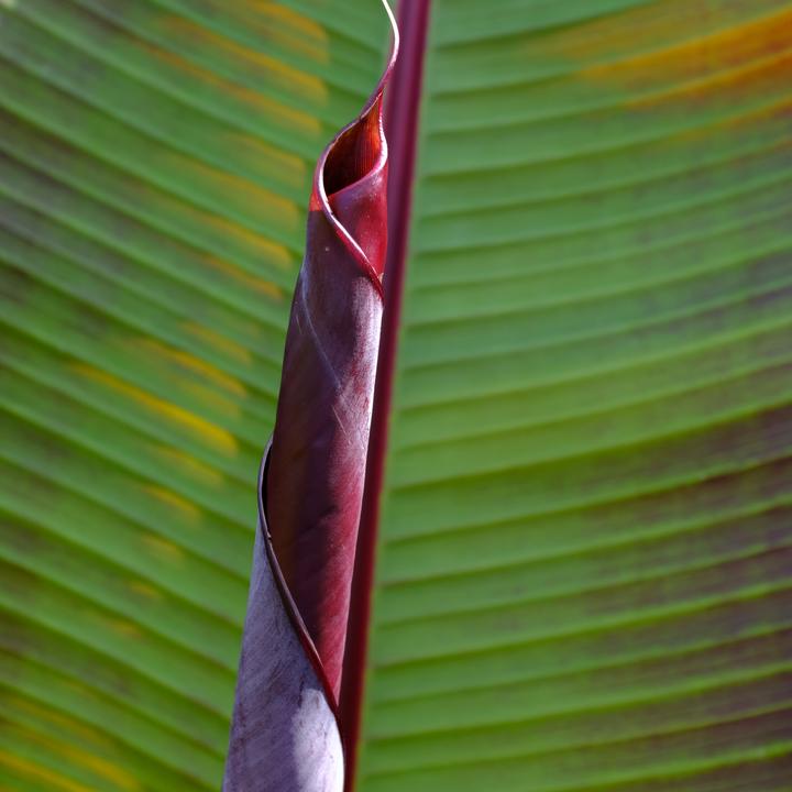 Produktbild Plant in a Box Ensete ventricosum - Bananenpflanzen (55 cm)