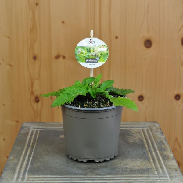 Produktbild Säntispracht 4 er Set, Kohldistel - Cirsium oleraceum Kohldistel (90 cm)