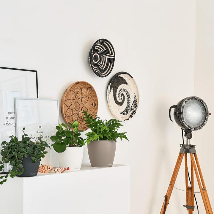 Immagine prodotto Lechuza Colore Classico (21.50 cm)