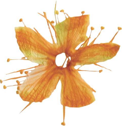 Actual product image You Nails Real dried flowers Cherry (Nail decoration, Orange)