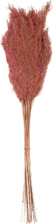 Image du produit Dijk Wild reed plume Vinz (Fleurs séchées)