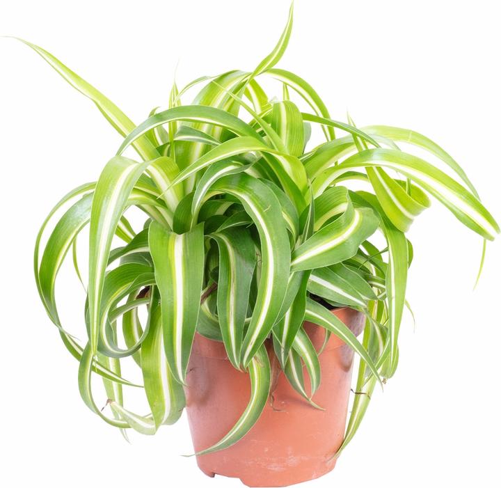 Image du produit Flowerbox Lis vert "Bonnie" - Chlorophytum Comosum (25 cm)