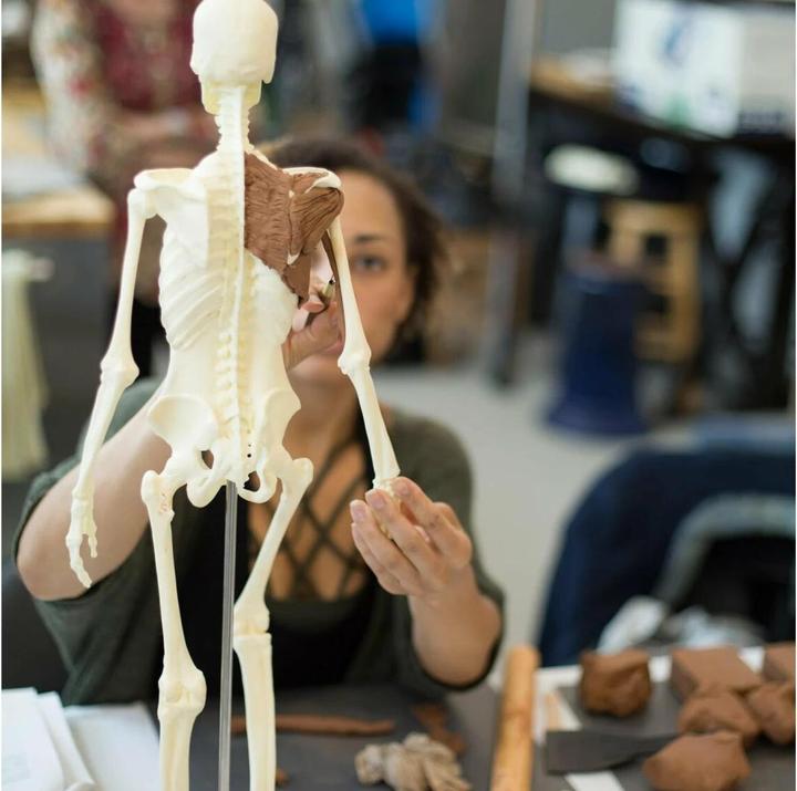Actual product image Balanced Body Anatomy 3D Starter Kit Skeleton, tool & modelling clay