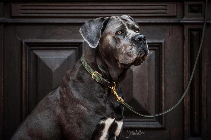 Produktbild Kentucky Dogwear Geknüpfte Nylon Hundeleine (Hund)