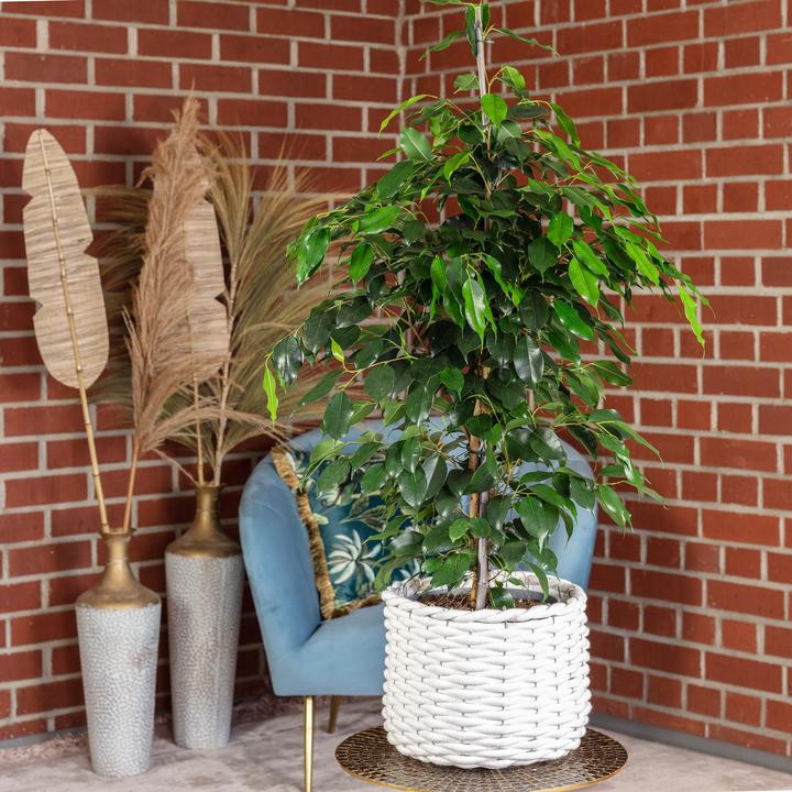 Produktbild Flowerbox Birkenfeige - Ficus benjamini (110 cm)