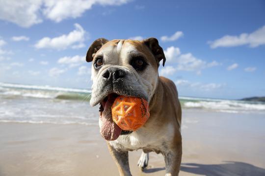 Produktbild Waboba Pets Tailwind - Hundeserie (Ballspielzeug Hund)