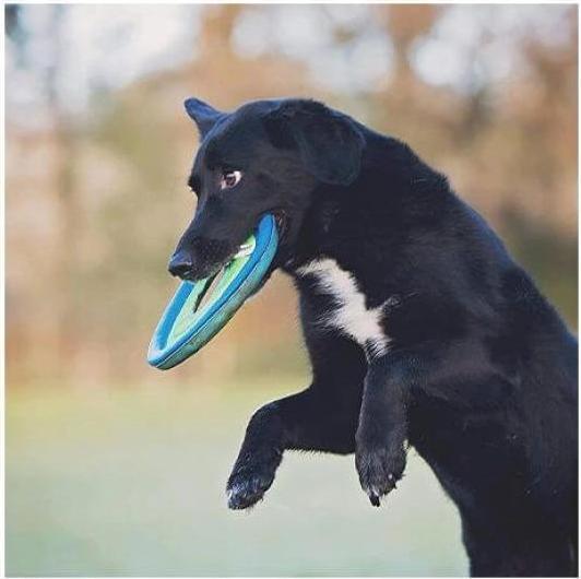 Actual product image Chuckit! Frisbeering Chuckit assorted (Litter toy dog)