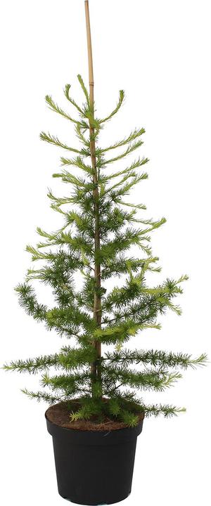 Produktbild Zulauf Lärche / Larix decidua (100 cm)
