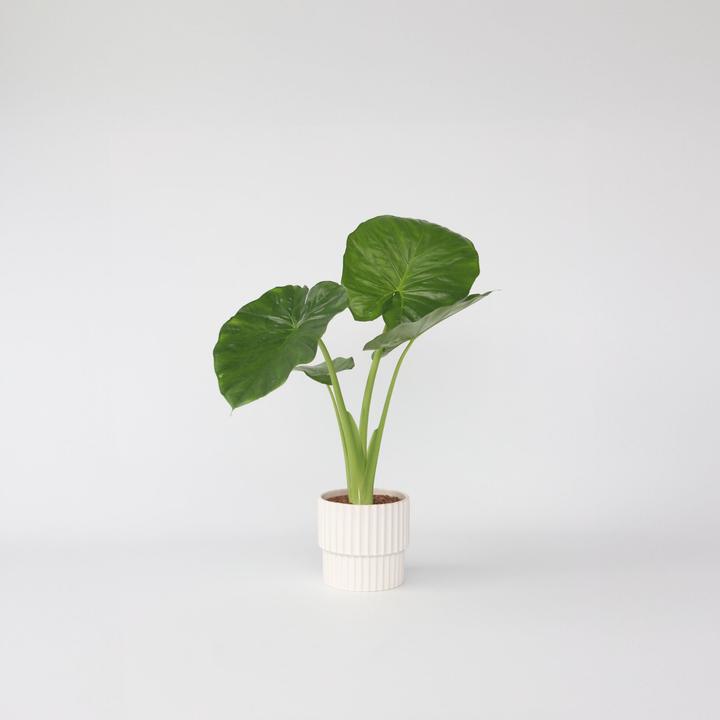 Actual product image Plant in a Box Alocasia Odora - Big Elephant Ear (55 cm)