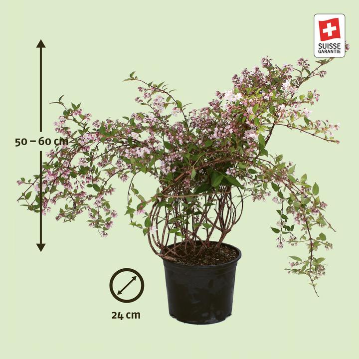 Produktbild Zulauf Kalmien-Deutzie / Deutzia purp. 'Kalmiiflora' (60 cm)