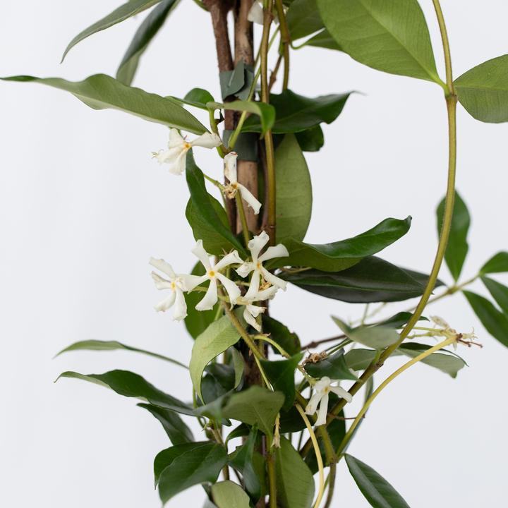 Produktbild Plant in a Box Trachelospermum jasminoides - Sternjasmin (120 cm)