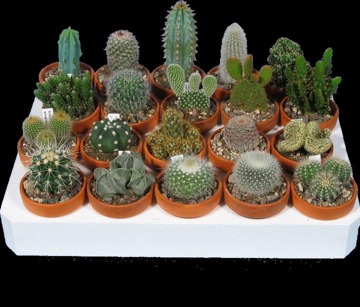 Actual product image Kakteen Gautschi Cacti Beginners Set (10 cm)