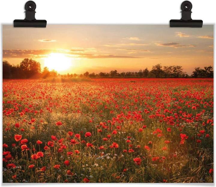 Actual product image Trenddeko Poppy field in sunset (30 x 40 cm)