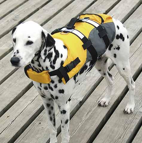 Image du produit Compass Gilet de sauvetage pour chiens (XL, Gilet de sauvetage pour chien)