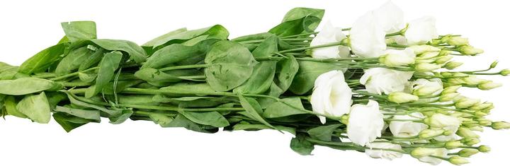 Produktbild Flowerbox Lisianthus 'Rosita White'
