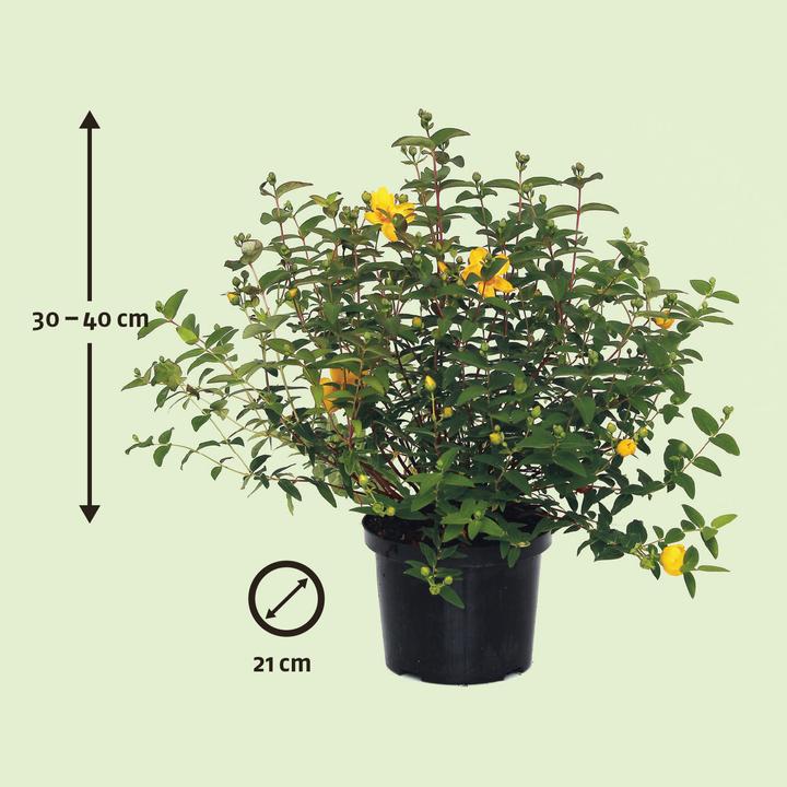 Actual product image Zulauf St John's Wort (120 cm)