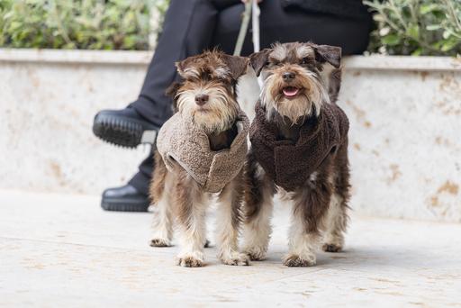 Produktbild Designed by Lotte Hundepullover Madeleine (S, Hundepullover)