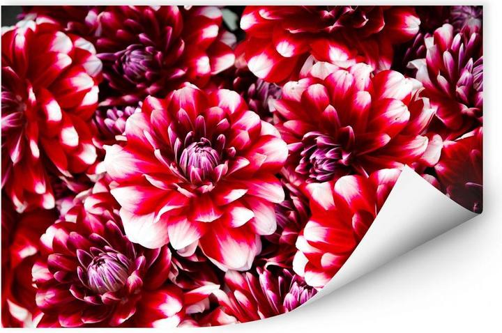 Actual product image Trenddeko Red blossoms (100 x 70 cm)