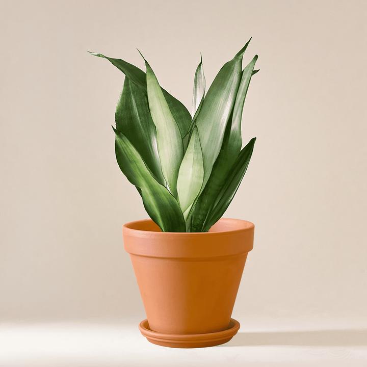 Produktbild Mary and Plants Sansevieria Moonshine (55 cm)