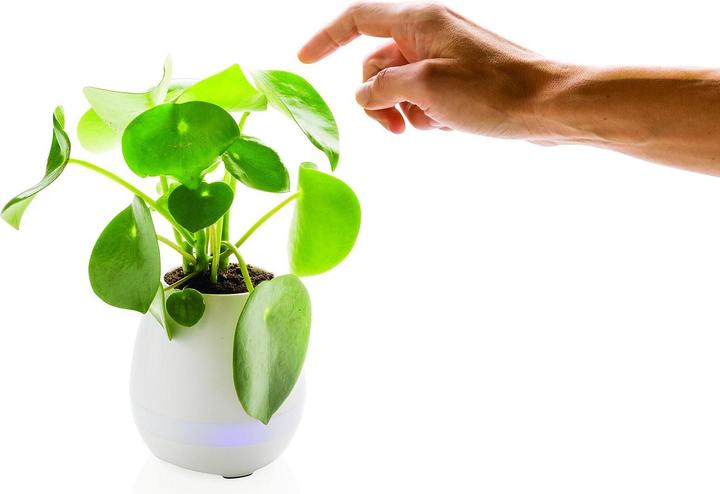 Actual product image XD Design Flowerpot Speaker (5 h)