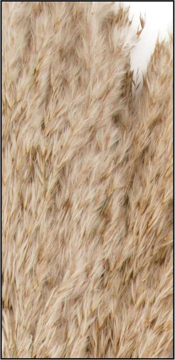 Image du produit Natura Punto Herbe de la pampa (Herbe de la pampa)