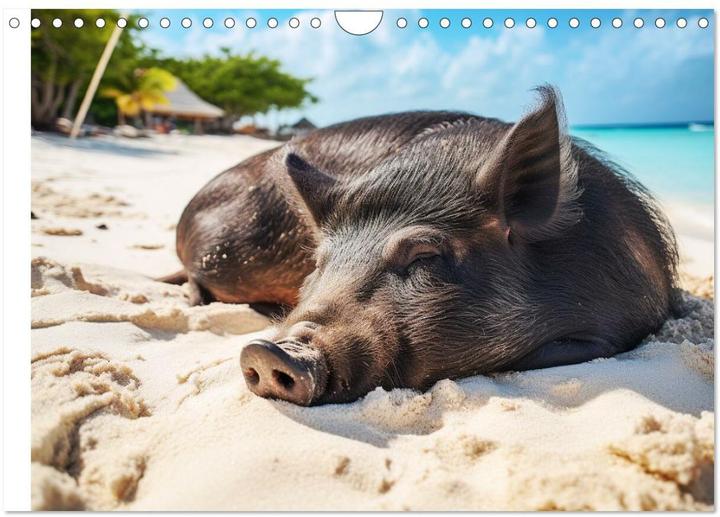 Produktbild Schweinereien in der Karibik. Sonne und Spa mit schwimmenden Schweinen (Wandkalender 2025 DIN A (A4, Kein Einband, Deutsch)