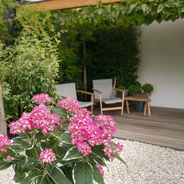 Actual product image Plant in a Box Hydrangea serrata 'Euphorbia Pink' - Hydrangea set of 2 (40 cm)
