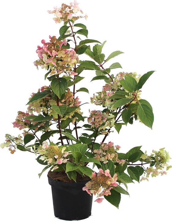 Actual product image Zulauf Rispen-Hortensie / Hydrangea pan. 'Wim's Red' (40 cm)