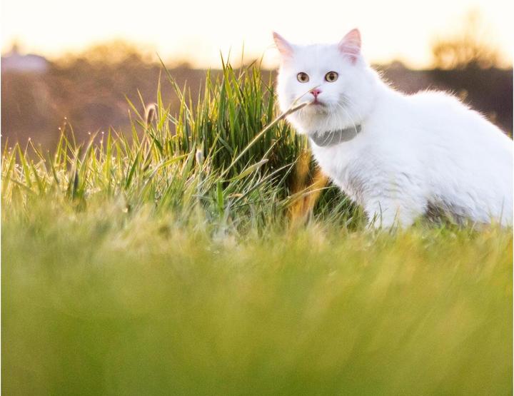 Produktbild Tractive Gps Lte (Katze, Allgemein)