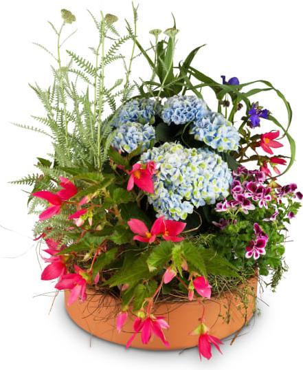 Immagine prodotto Fleurop Minigiardino incantato (Disposizione floreale)