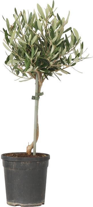 Immagine prodotto Plant in a Box Olea europaea - Olivenbaum (45 cm)