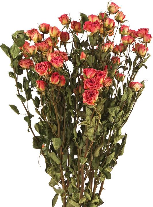 Produktbild Geschenkkörbe CH Rosen verzweigt, Trockenblumen, natur pink (Trockenblumen)