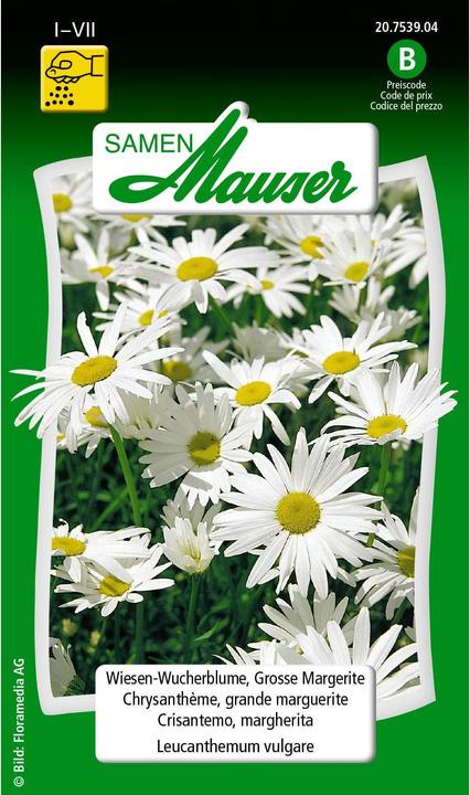 Actual product image Samen Mauser meadow-usury flower, large marguerite (Lawn reseed)