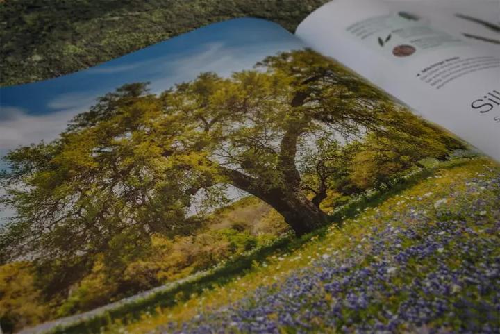 Produktbild Bäume - Eine Natur- und Kulturgeschichte (Deutsch, Andrew Mikolajski, Michael Scott, Keith Rushforth, Dr. Ross Bayton, Agnes Pahler, 2022)