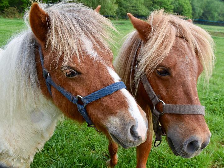 Produktbild Smartbox Ponyreiten für Kinder in der Nähe von Zürich (1 Pers.)
